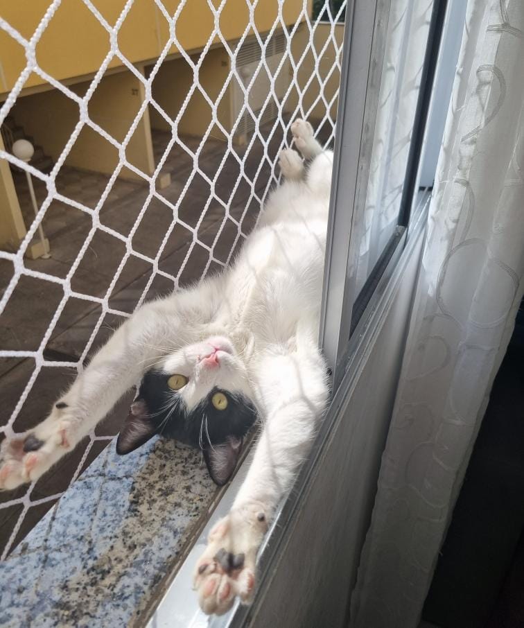 Gato karine (Robson)